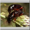 Amara aulica - Laufkaefer 02.jpg